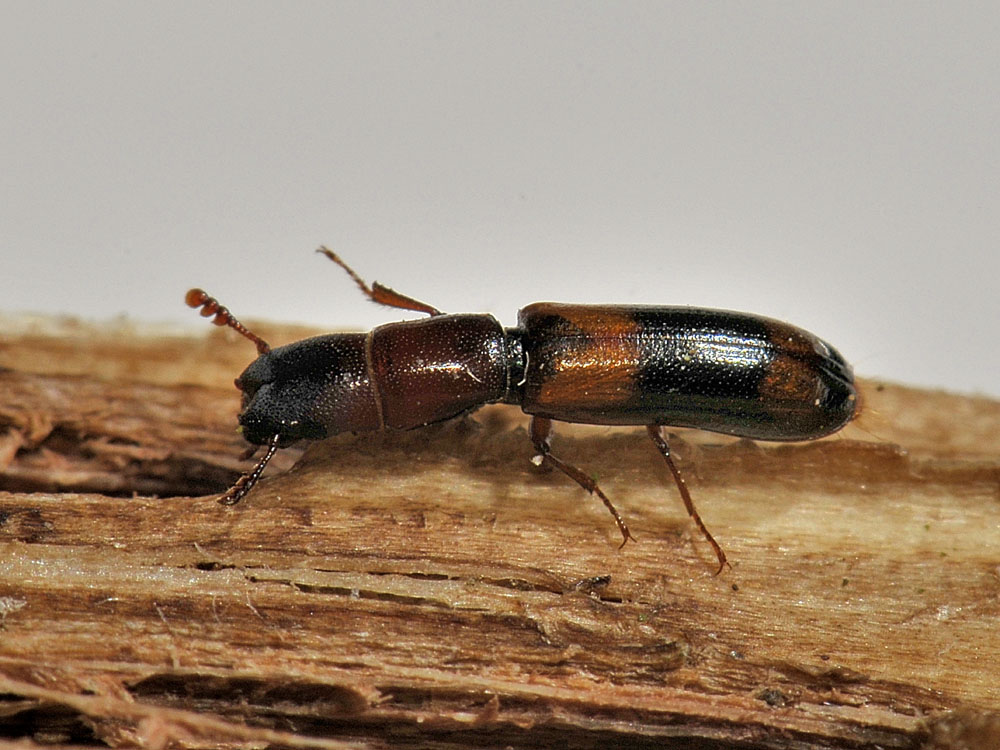 Nemozoma caucasicum (Trogositidae)
